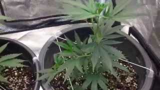 Indoor Marijuana Grow, Atomic N. Lights and Jesus Og ( Week 3)