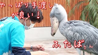 掛川花鳥園ハシビロコウのふたば 優しいお兄さんからだから、やっぱり直接手渡しが良いハシビロさんに会いに行く#37