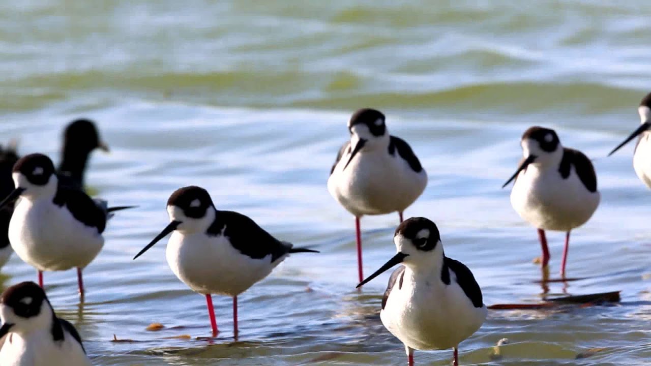 wildlife videographer jobs Exquisite weather vanes