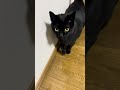 Emma aprontou 🐈‍⬛ 🐾🐾☺️