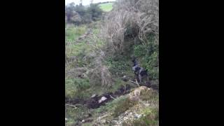 Katie German Wirehired Pointer