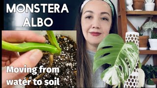 Moving a Rooted Cutting from Water to Soil / Care Tips before and after Transplanting / Monstera