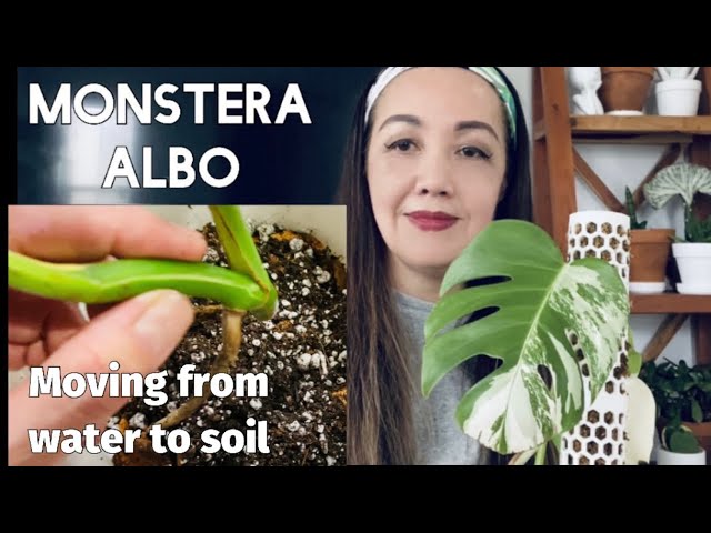Moving a Rooted Cutting from Water to Soil / Care Tips before and after  Transplanting / Monstera