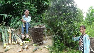 Poor girl. Harvest bamboo shoots and oranges to sell at the market - Green forest life