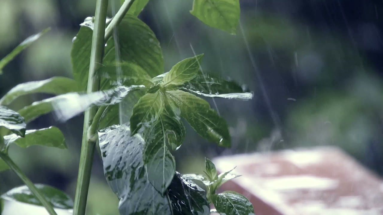 RAIN SOUNDS 432 HZ HEALING FREQUENCY 1 HOUR HQ