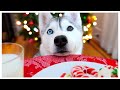 Husky STEALS Santa’s Milk and Cookies on Christmas!