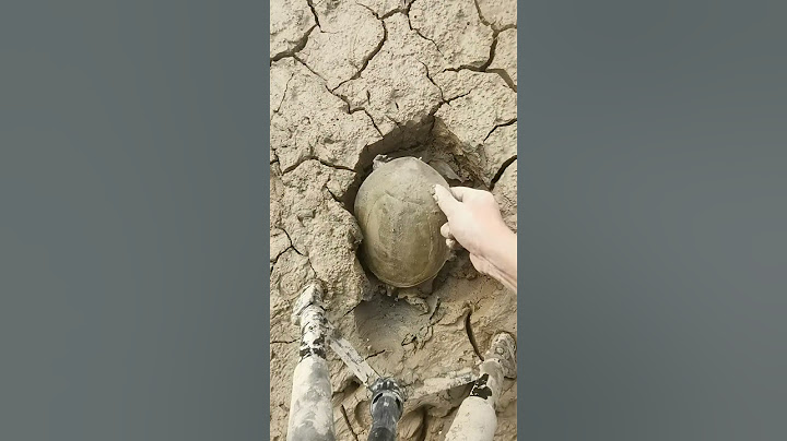 Discovering a turtle under traces of mud 🐢