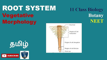 Root System in Tamil I Vegetative Morphology I Botany I Class 11 | TNSCERT/CBSE | NEET
