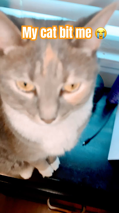 She started to bite me 😭😭😭 #funny #entertainment #cat