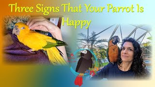 Three Signs That Your Golden Conure (Queen of Bavaria) Or Parrot Is Happy