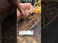 #garden #tomata #вирощувати #farming #сорт #томати #gardening #plants #harvestime #diy