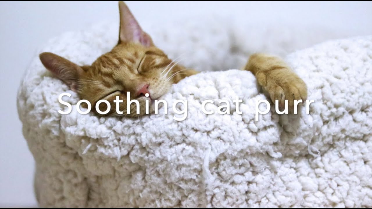 Cat Purring Rain White Noise Ten Hours Purring Cat