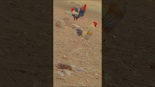 tpo qowalite aseel #aseelmurgavideos #aseelfarm #aseellovers