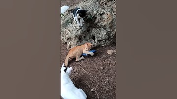 #catnip #toy for a  #stray #cats #catlover #catvideos #funnycats #cat