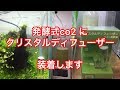 発酵式co2 にガラスディフューザーをつける！切り株水槽立ちあげ3ヶ月経ちました。
