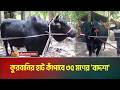 বরিশালের বাবুগঞ্জের কেদারপুরে ৩৫ মণ ওজনের গরু ‘বাদশাহ’কে ঘিরে এলাকায় চাঞ্চল্যের সৃষ্টি হয়েছে।