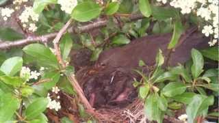 Blackbirds Nesting With Chicks2