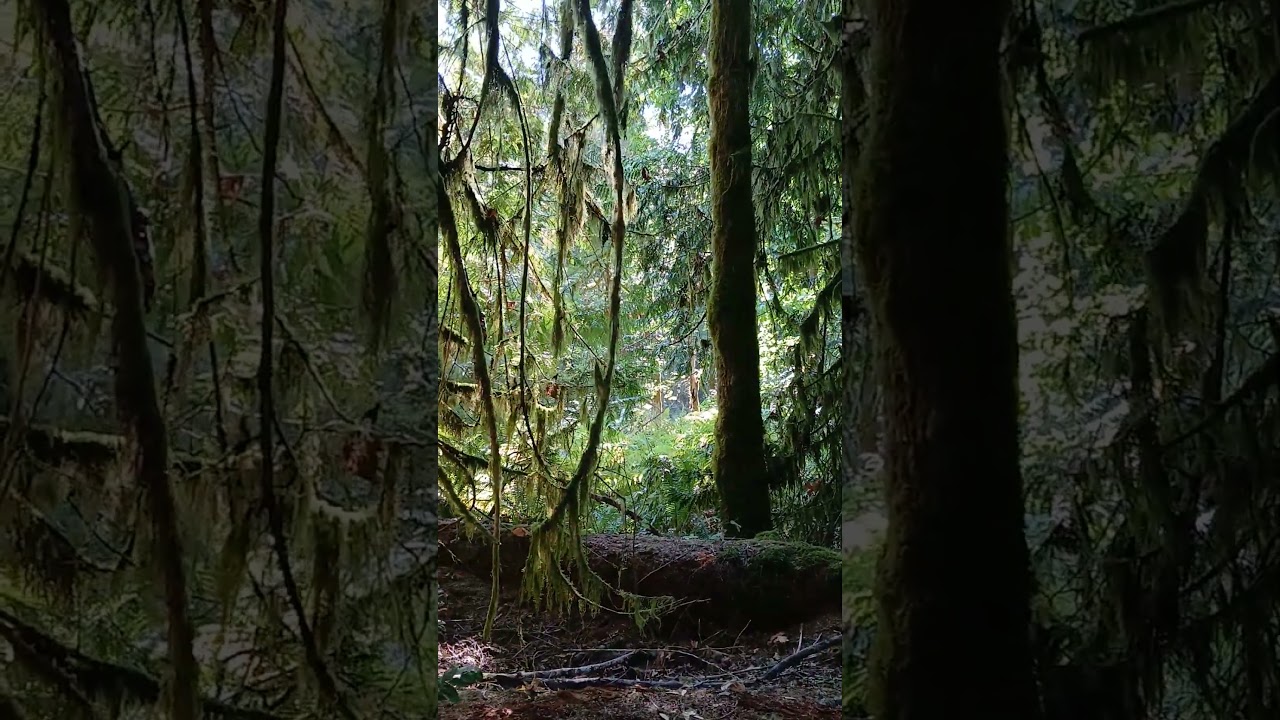 West Coast Rainforest 