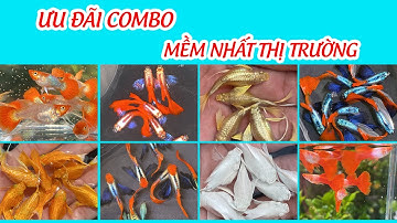 Cập nhật Guppy và Molly của trại với những Combo ưu đãi giá siêu rẻ, mềm nhất thị trường