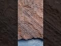 Dicksonites pluckenetie Oberkarbon Zwickau