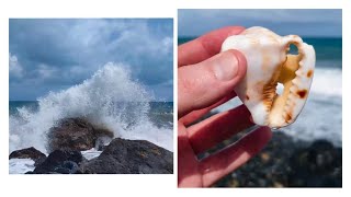 Collecting SHELLS from a treacherous BEACH!