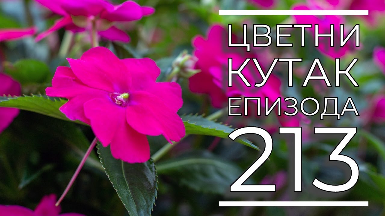 Cvetni kutak ep. 213 07.12.2023. Cikas palma, difenbahija, NP 