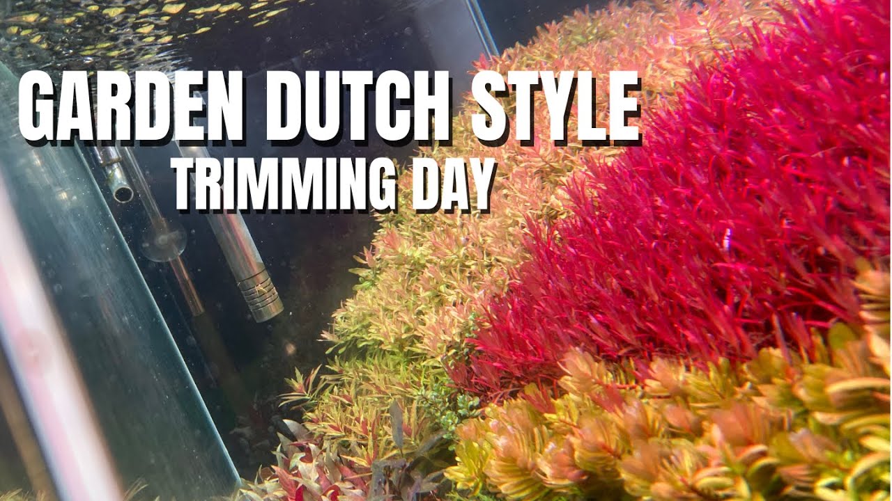 Dutch-Style Garden | Day 35 Trimming