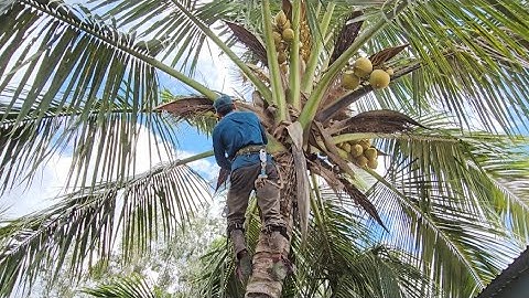 Cưa  cây  dừa  nghiên  vào  nhà  cho  cô  .Cưa  cây  kỷ thuật  cao