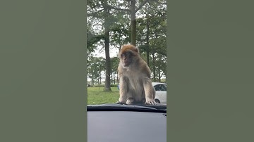 The monkey wanted to go home with us #safari #monkey #monkeys #lion #lions #viralshort #short #trend