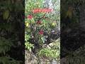 फूलों के मौसम में मिलने💓shorts#viral#video#tapobhumi uk vlog