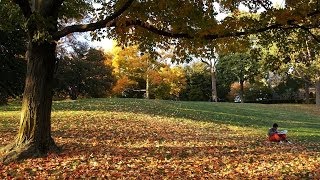 Tufts in Autumn