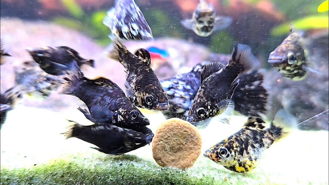 🐟Feeding Time for Balloon Mollies 🐠Freshwater Fish