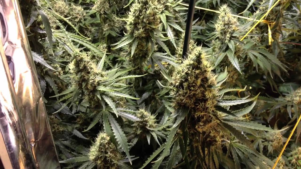 The Outdoors Vs. The Indoors: Where To Grow Your Cannabis Plant Seeds?