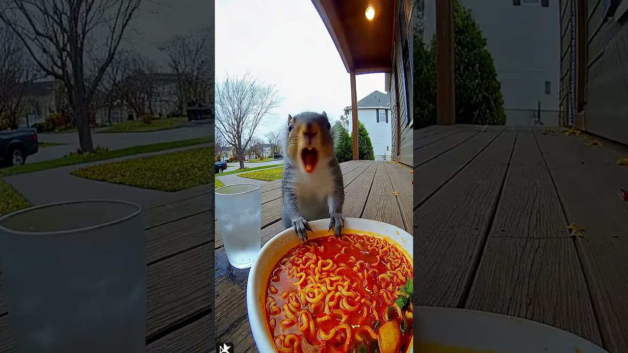 Funny video  😂 The squirrel confronts the spicy noodles 🌶️🐿️ Hilarious reaction 