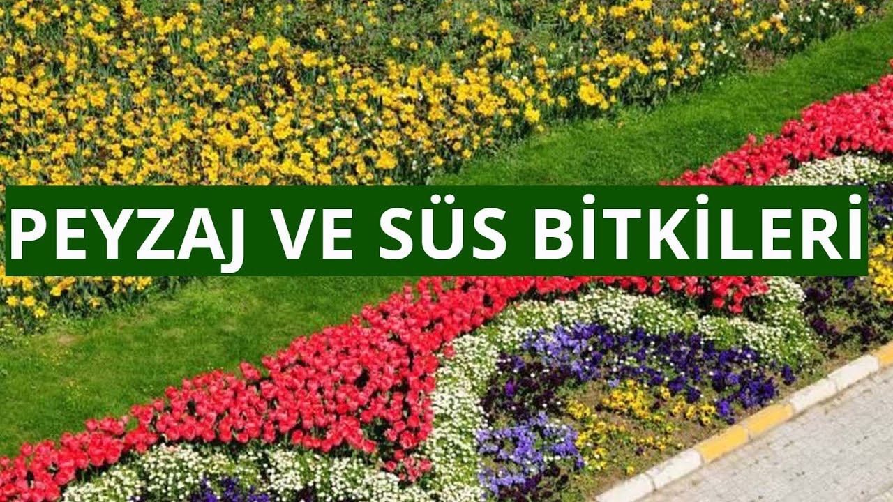 Peyzaj ve Süs Bitkileri Bölümü Tercih Edilmeli Mi?