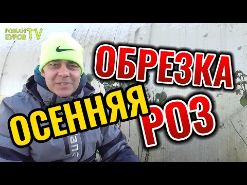 Видео: Осенняя обрезка роз: 