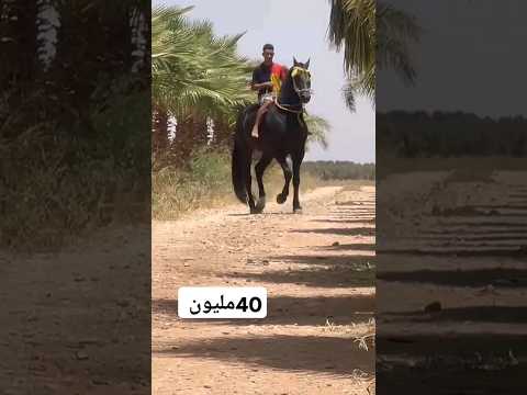 جدع من خيرات البزازة إقليم بنى ملال في ملكية الحاج احمد الملقب ب القيبار الله يصلح وبتصرف وصحة و