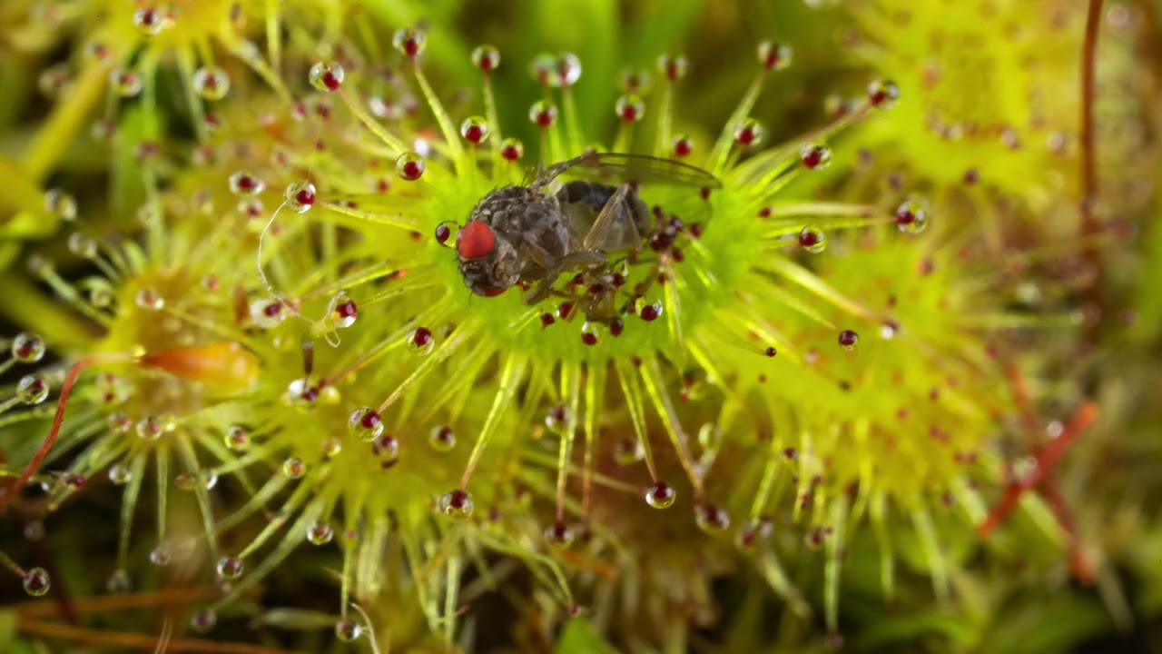 Ten hour timelapse of a Carnivorous Plant eating a fly! Timelapse
