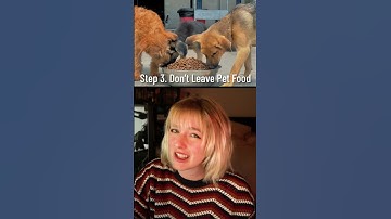 How to Survive a Coyote Attack #shorts
