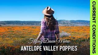 356: Antelope Valley Poppy Reserve – Where to See California Poppies Blooming Right Now Nature Poppies In California