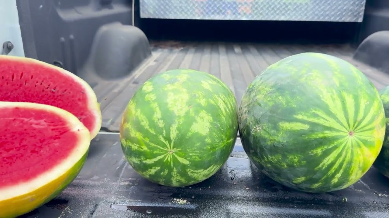2025-07-10  Live From The Fields: Georgia Watermelon