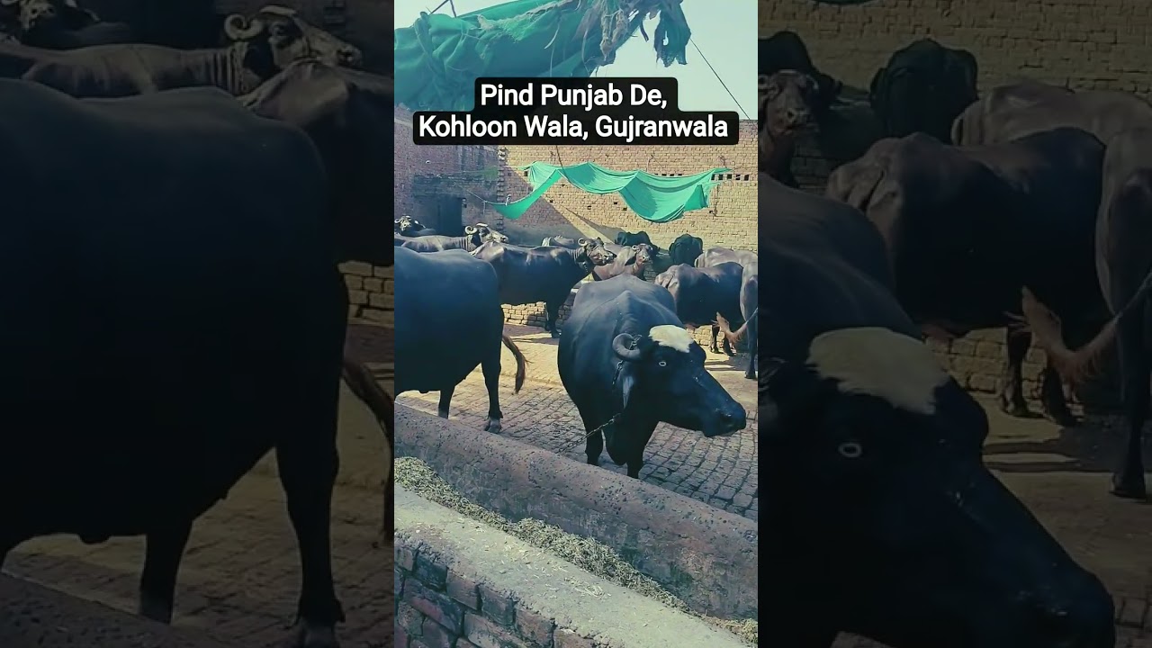 Buffaloes – Pride of Punjab 🐃❤️ | Love Beyond Farming 