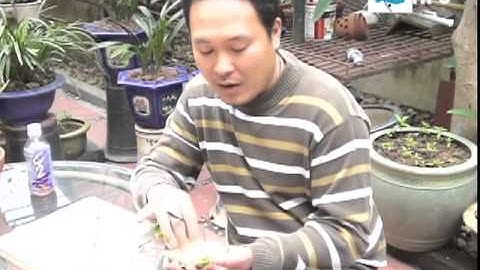 [Video 3] Hướng dẫn gọt củ Hoa thủy tiên 2015  0964 521 087