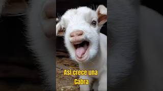 ¡Así es como crece una Cabra!
