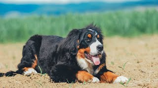 Bernese Mountain Dog and Canine Obedience Training