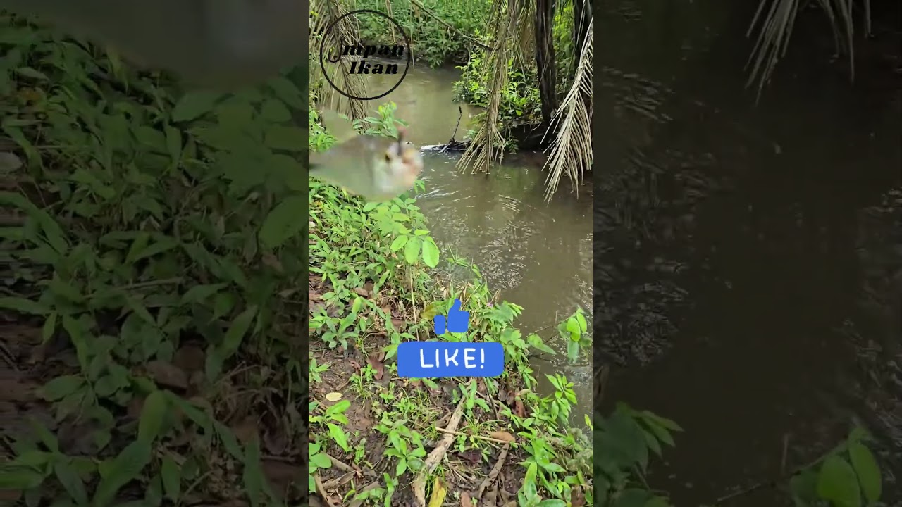 Pilih salah satu jenis air yang paling enak buat mancing!