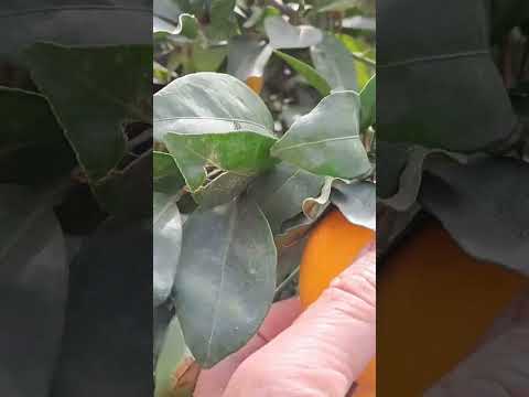 شجرة البرتقال سخية لكن الجودة تأثرت بسبب الجفاف الله يرحمنا بالأمطار 