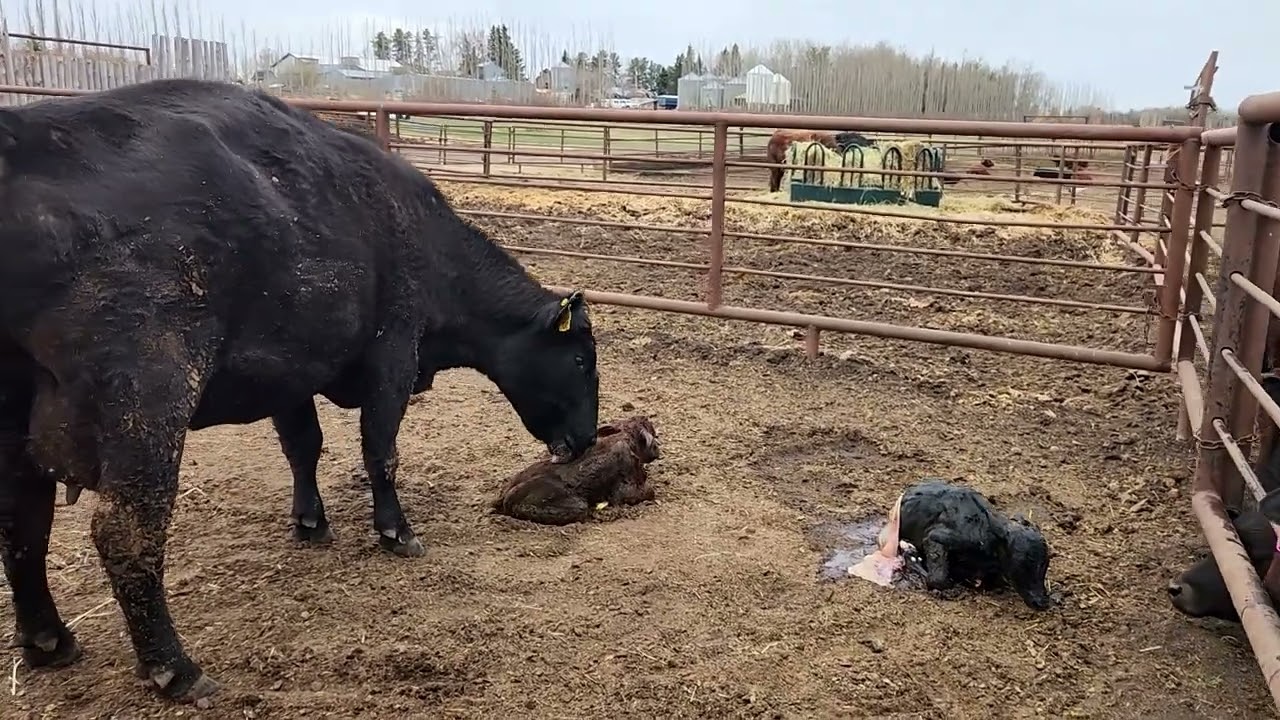 Beautiful Twin Birth