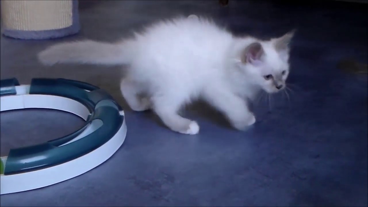 Pti Loo Des Glieres Sacre De Birmanie 2 Mois Et 3 Semaines Youtube