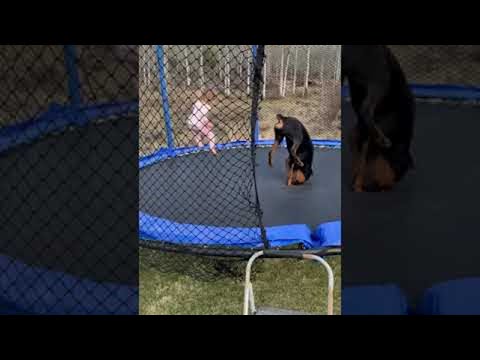 Toddler and Doggy Enjoy Trampoline Time Together || ViralHog